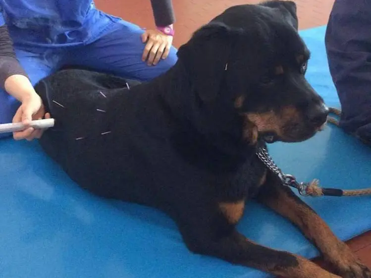 Un cane sottoposto ad agopuntura
