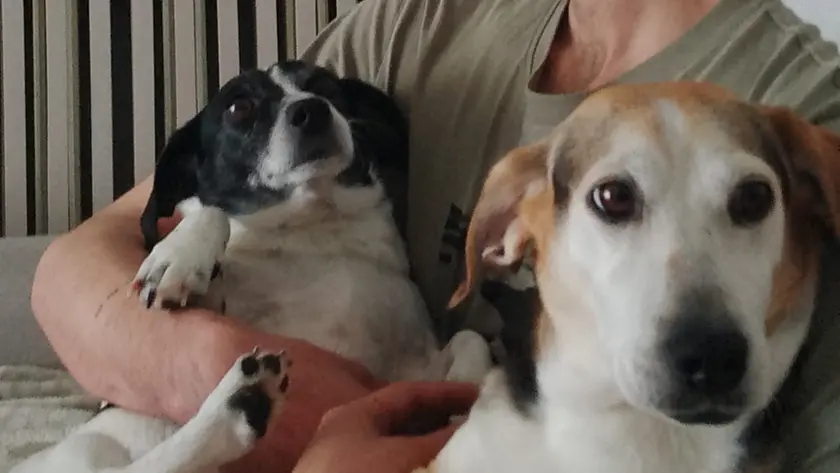 Pongo e Pepe inseparabili