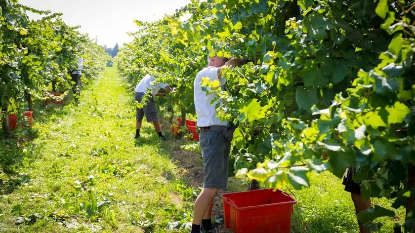 Mancano braccianti per la vendemmia