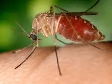 Una donna del Polesine in prognosi riservata dopo essere stata colpita da West Nile