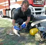 Il gatto salvato dai vigili del fuoco