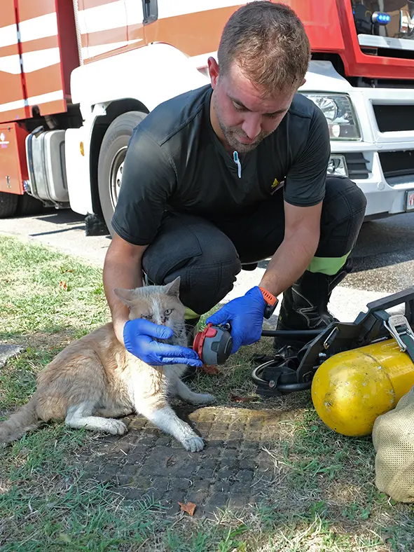 Il gatto salvato dai vigili del fuoco
