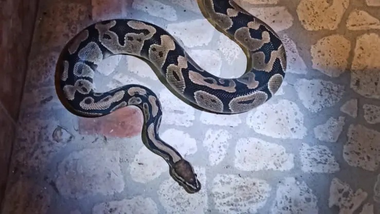 Il pitone ritrovato in casa
