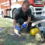 Il salvataggio del gatto rimasto intossicato nell'incendio della casa