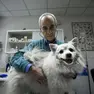 La cura degli animali domestici