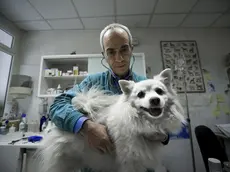 La cura degli animali domestici