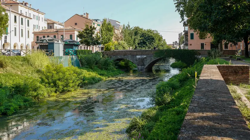La Porracchia infesta i canali di Padova