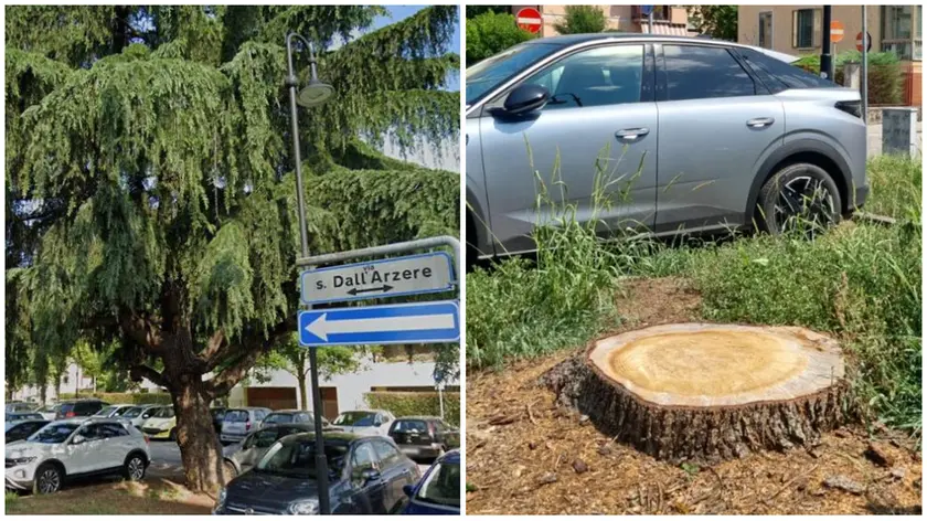 Il cedro abbattuto per sbaglio all'Arcella