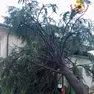 Un albero abbattuto dal maltempo
