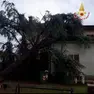 L'albero sradicato dal vento si è fermato contro una casa a Casale di Scodosia