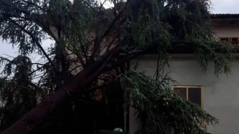 L'albero sradicato dal vento si è fermato contro una casa a Casale di Scodosia