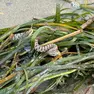 La vipera che ha morso il bambino in spiaggia