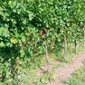 Un vigneto danneggiato dai cinghiali
