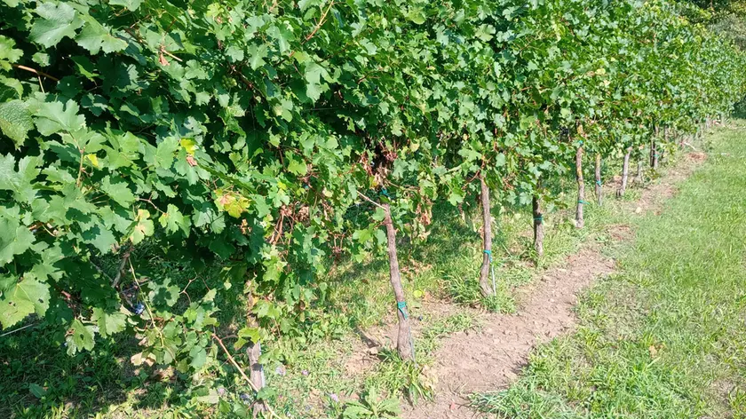 Un vigneto danneggiato dai cinghiali