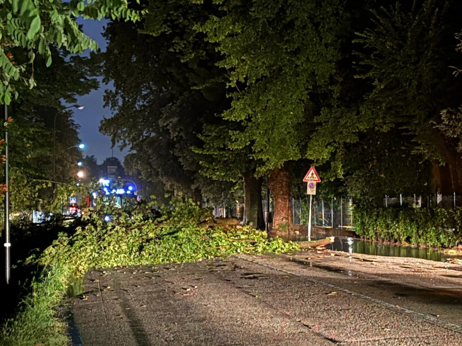 Alberi abbattuti in viale Felissent