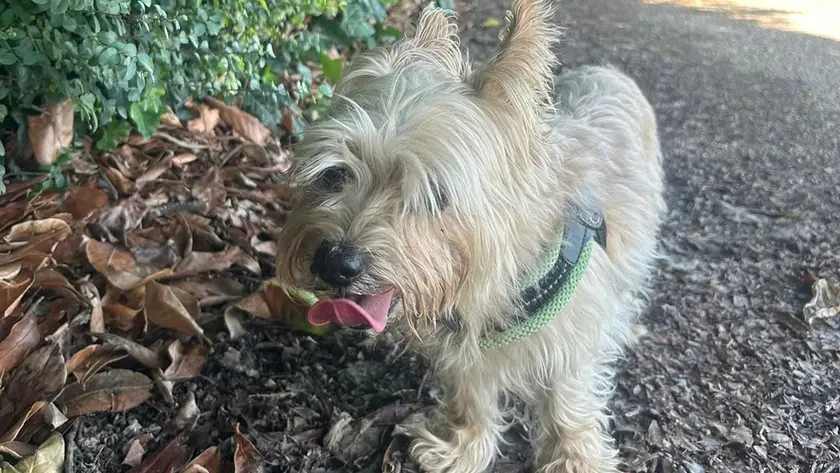 Il cane Spino involontario protagonista della polemica social