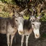 Pippo e Pino