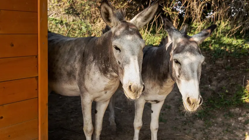 Pippo e Pino