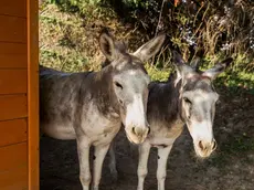 Pippo e Pino