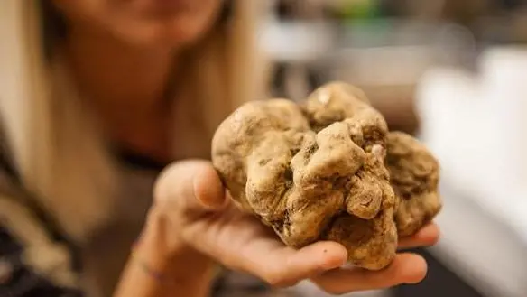Ora anche il tartufo entra nel paniere delle «Piccole Produzioni Locali» venete