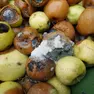 La frutta danneggiata dal fungo killer