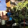 I Carabinieri hanno ritrovato venti piante di marijuana sul retro dell'abitazione