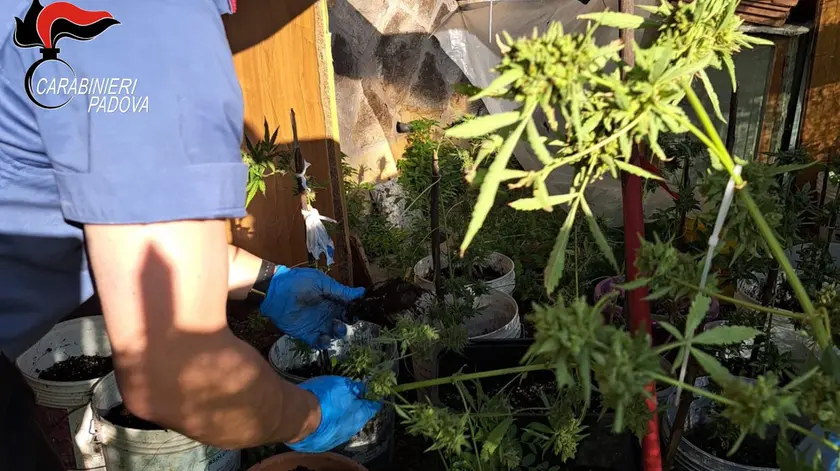 I Carabinieri hanno ritrovato venti piante di marijuana sul retro dell'abitazione