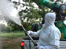 Chikungunya nel Veronese: 50 casi autoctoni, colpiti Sant’Ambrogio e San Pietro in Cariano