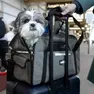 Un cagnolino in aeroporto (foto d'archivio)