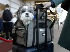 Un cagnolino in aeroporto (foto d'archivio)