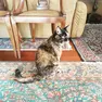 Un gatto