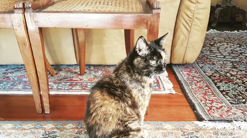 Un gatto