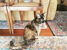 Un gatto