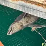La carcassa del delfino (foto di Domenico Smeriglio pubblicata sui social della Riserva di Miramare)