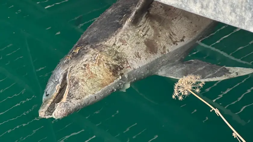 La carcassa del delfino (foto di Domenico Smeriglio pubblicata sui social della Riserva di Miramare)