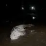Il pesce siluro arenato, foto dal gruppo Facebook "Occhio Jesolano"