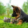 Il giardino degli animali, lo speciale del Mattino di Padova
