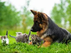 Il giardino degli animali, lo speciale del Mattino di Padova