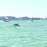 Il delfino avvistato in bacino San Marco