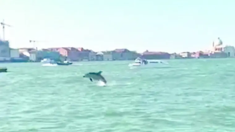 Il delfino avvistato in bacino San Marco