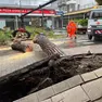 Uno degli alberi caduti a Jesolo