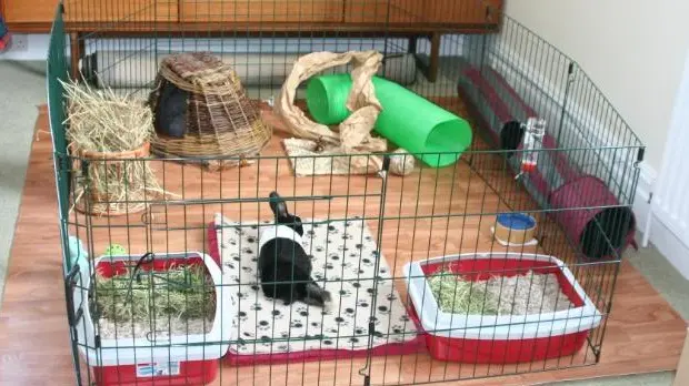 Un coniglio in casa