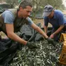 La raccolta delle olive