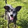 Bella, cagnolina di 13 anni, è ospite del canile di Presina