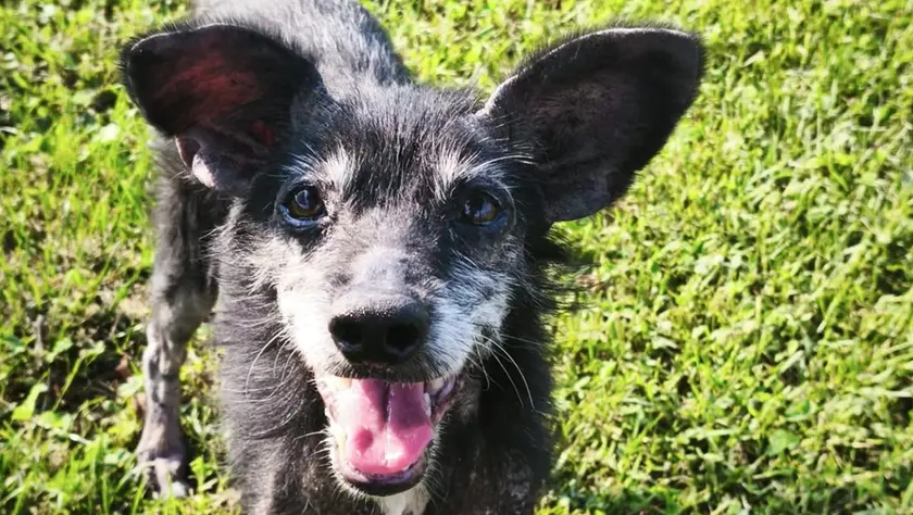 Bella, cagnolina di 13 anni, è ospite del canile di Presina