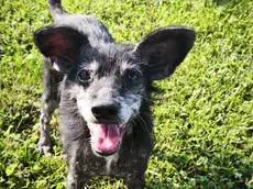 Bella, cagnolina di 13 anni, è ospite del canile di Presina