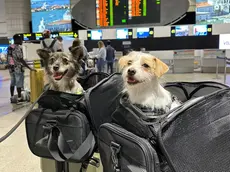 Le regole per portare in giro i propri amici a quattro zampe