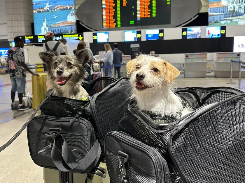 Le regole per portare in giro i propri amici a quattro zampe