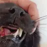 Il proprietario mostra le ferite riportate dal suo gatto