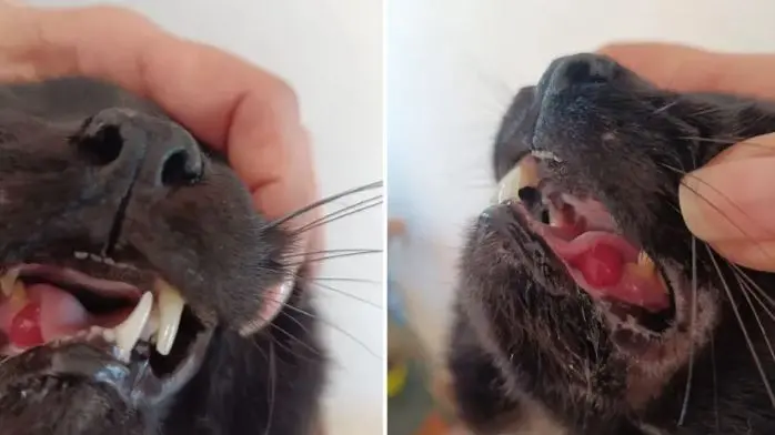 Il proprietario mostra le ferite riportate dal suo gatto